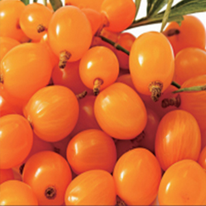 Seabuckthorn seed oil