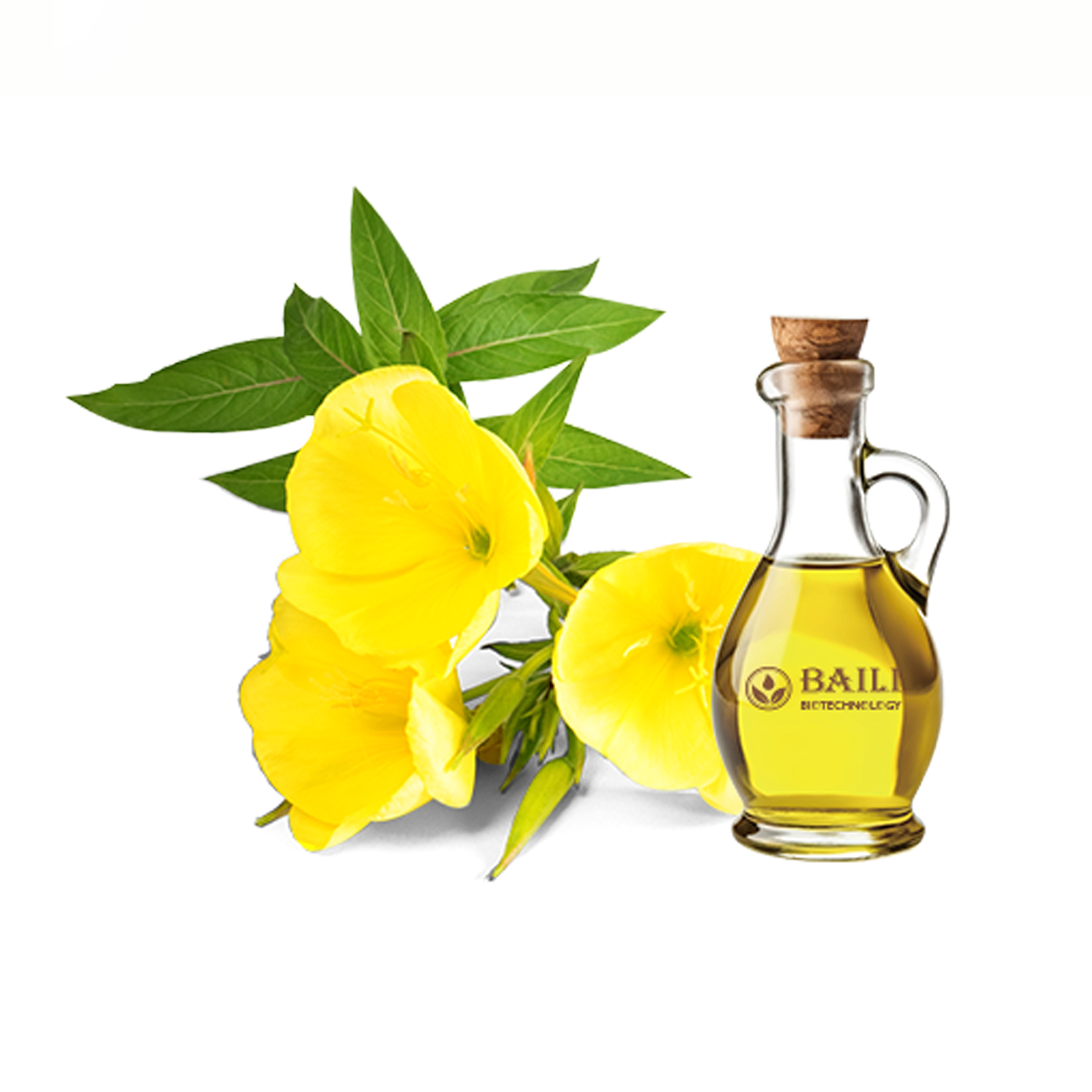 Evening primrose oil