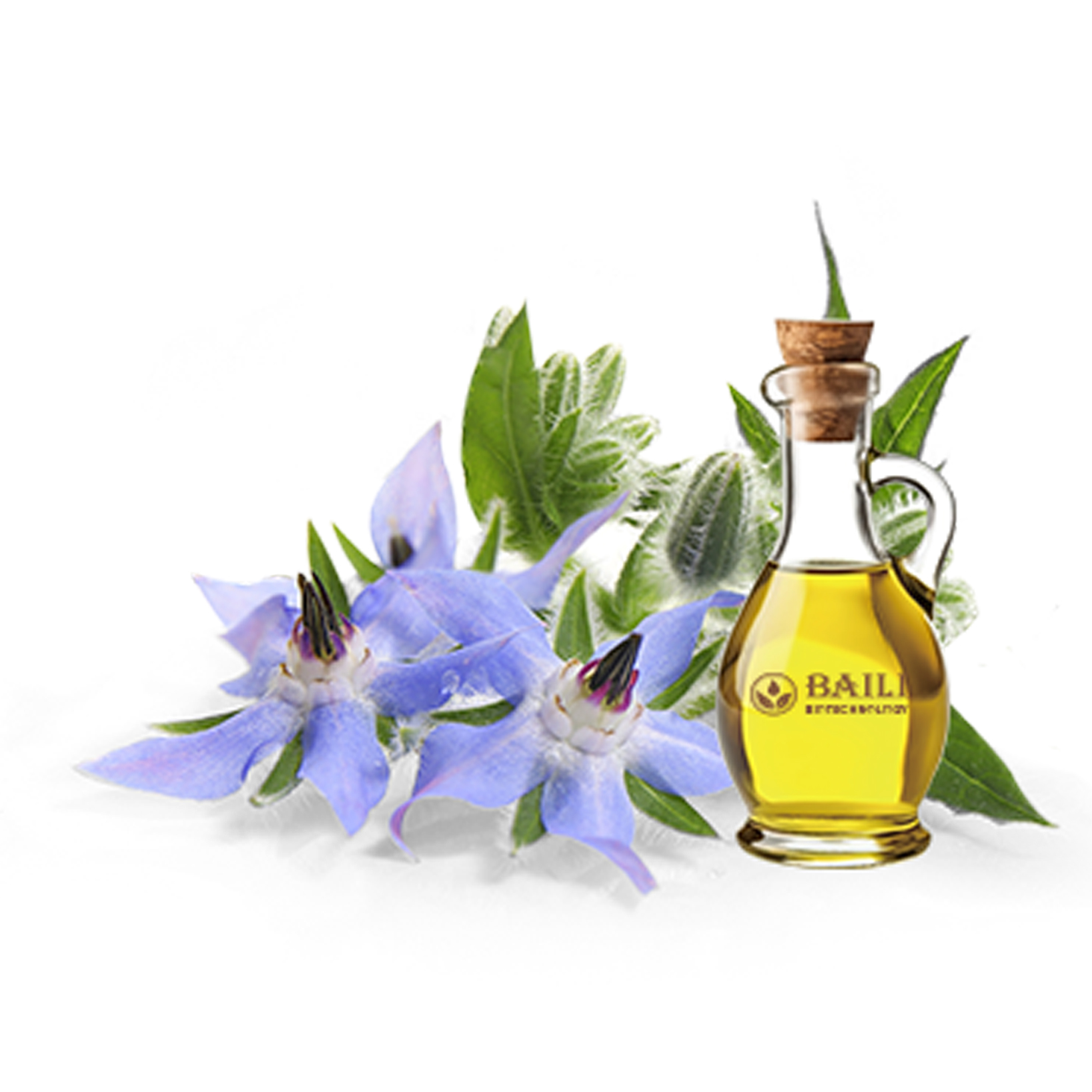 Borage oil