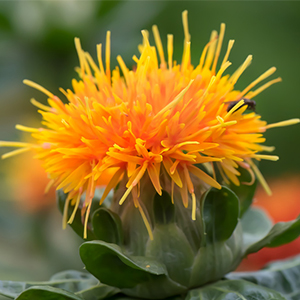 Organic safflower seed oil