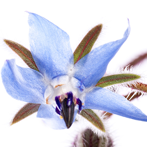 Borage oil (Organic) 